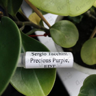 Отзывы Sergio Tacchini Precious Purple