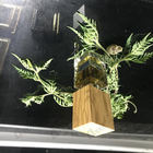 Отзывы Nasomatto Absinth
