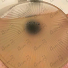 Отзывы Lalique Satine