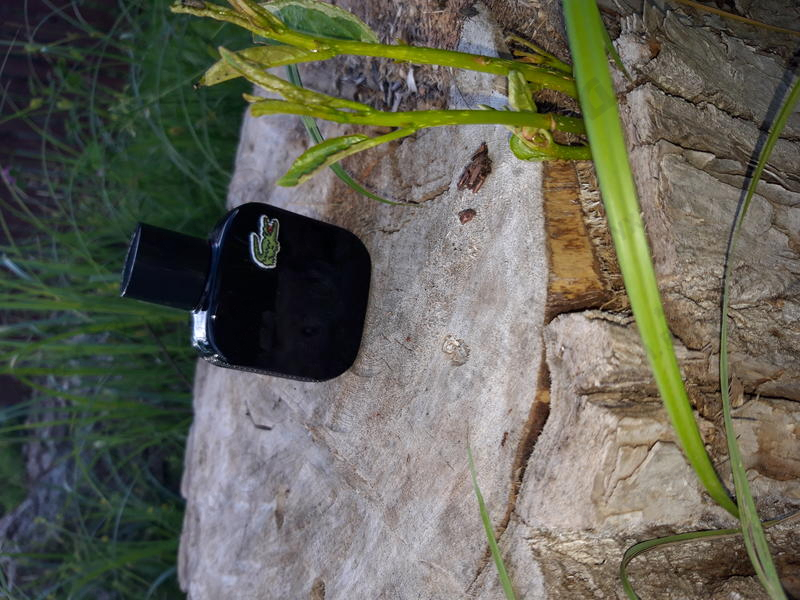 Купить Lacoste L.12.12. Noir Купить L.12.12. Noir от Lacoste