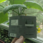 Парфюм Paco Rabanne Invictus