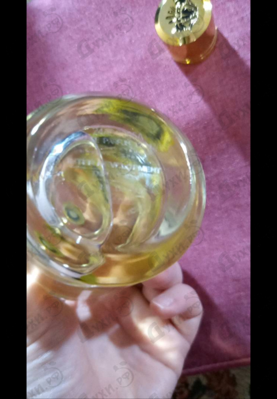 Купить Kumkat Wood от Mancera