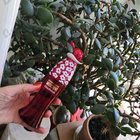 Духи Chic Petals от Moschino