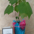 Парфюм Givenchy L'interdit