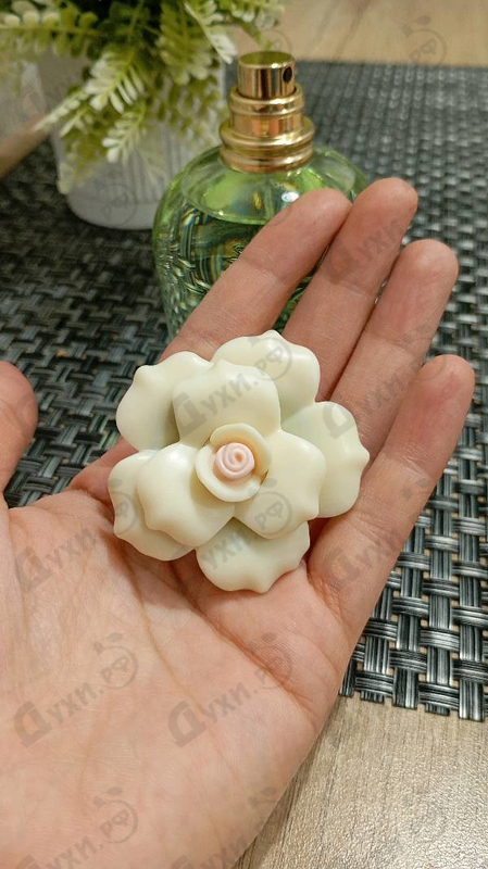 Купить Dolce & Gabbana Dolce (2014)