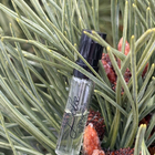 Духи Dolce (2014) от Dolce & Gabbana