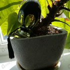 Парфюм Kilian Dangerously In Love