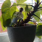 Отзывы Guerlain Aqua Allegoria Limon Verde