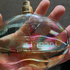 Купить Incanto Amity от Salvatore Ferragamo