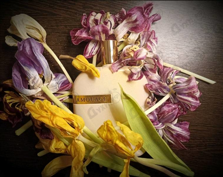 Купить The Library Collection Opus VIII от Amouage