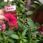 Духи Candy Florale от Prada