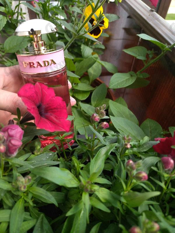 Отзывы Prada Candy Florale