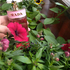 Отзывы Prada Candy Florale