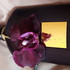 Отзыв Tom Ford Velvet Orchid