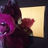 Отзывы Tom Ford Velvet Orchid