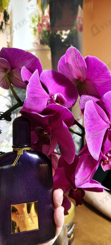 Отзыв Tom Ford Velvet Orchid