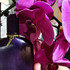 Парфюмерия Velvet Orchid от Tom Ford