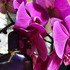 Отзыв Tom Ford Velvet Orchid