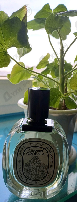 Купить Geranium Odorata от Diptyque