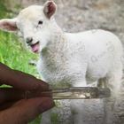 Отзыв Hermes Cuir D'ange