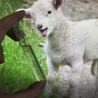 Парфюм Hermes Cuir D'ange