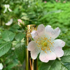 Духи Narciso от Narciso Rodriguez