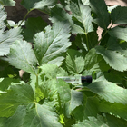 Отзывы Le Labo Bergamote 22