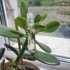 Отзыв Vince Camuto Amore