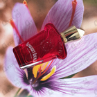 Отзывы Xerjoff Bouquet Ideale