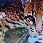 Отзыв Salvador Dali La Belle Et L'ocelot