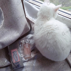 Парфюм Salvador Dali La Belle Et L'ocelot