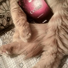 Отзывы Ajmal Cerise