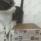 Парфюм Lalique Rеve D'infini