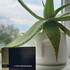 Духи Terres Aromatiques от Lalique