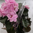 Парфюм Azzaro Mademoiselle