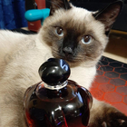 Духи Poison Girl от Christian Dior