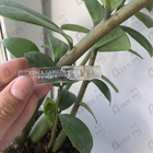 Духи Vince Camuto Femme от Vince Camuto