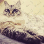 Парфюм Narciso Rodriguez Poudree