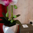 Парфюм Majda Bekkali Mon Nom Est Rouge