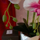 Отзывы Majda Bekkali Mon Nom Est Rouge