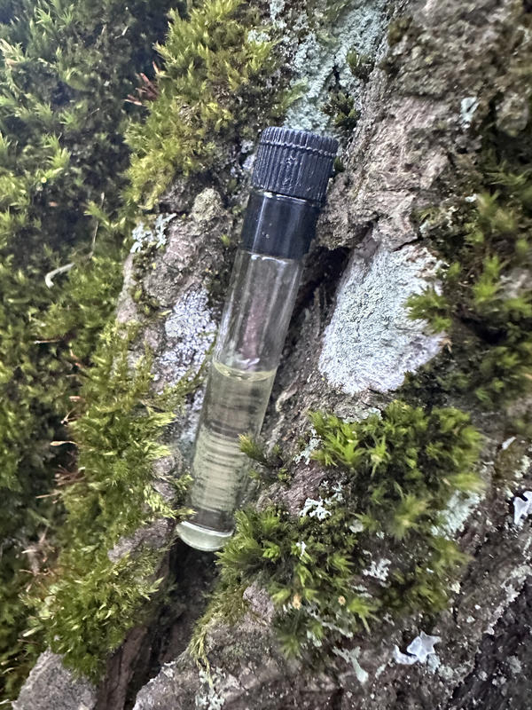 Купить Iris Nazarena от Aedes de Venustas