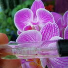 Отзывы Ajmal Regina