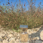 Отзывы Hugo Boss The Scent