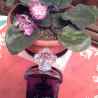 Отзыв Guerlain La Petite Robe Noire Intense