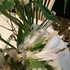 Отзыв Jo Malone Basil & Neroli Купить Basil & Neroli от Jo Malone