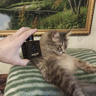 Отзывы Roberto Cavalli Uomo