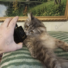 Отзыв Roberto Cavalli Uomo