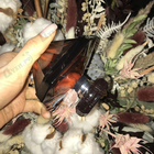 Духи La Nuit Tresor Caresse от Lancome