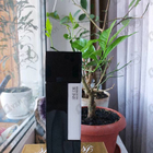 Отзыв LM Parfums Sine Die