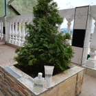 Духи This Is Her от Zadig & Voltaire